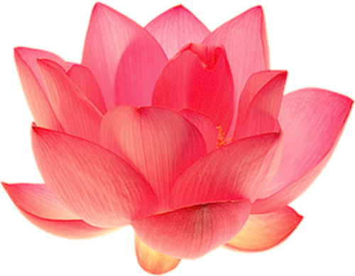 The Flower Offers The Fort Pierce Fl Area Superior - Sacred Lotus (500x388)