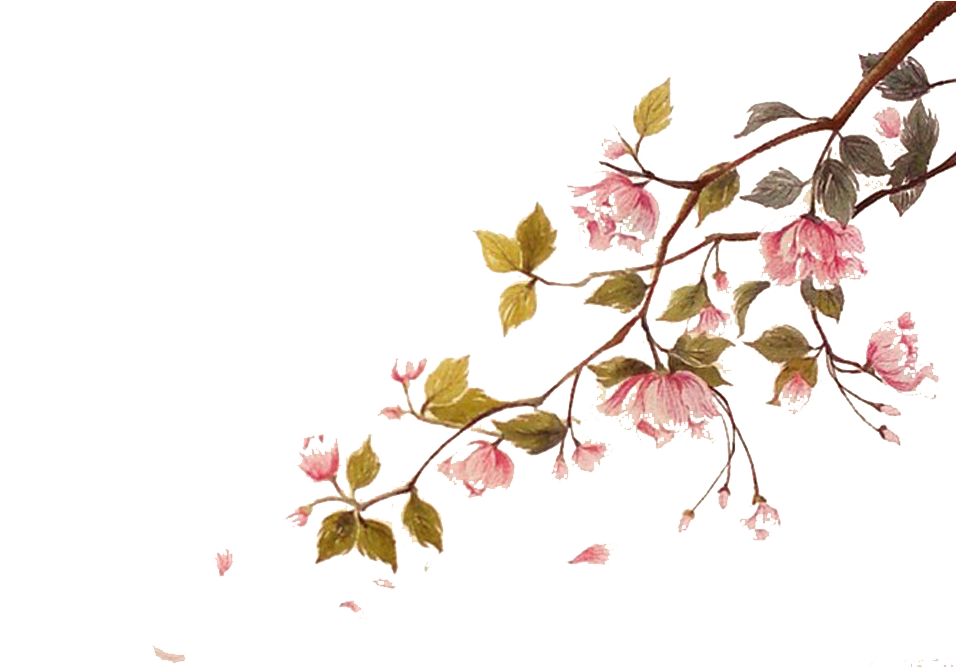 Cherry Blossom Watercolor Painting Ci - Cherry Blossom Watercolor Painting Ci (999x666)