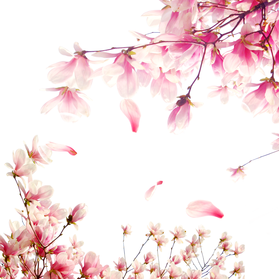 National Cherry Blossom Festival Download - National Cherry Blossom Festival Download (1181x1181)