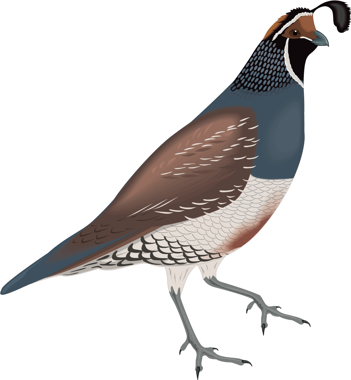 Common Quail California Quail Clip Art - Quail Clip Art (1500x1500)