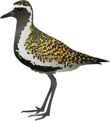 Plover Svg - Black Bellied Plover (365x400)