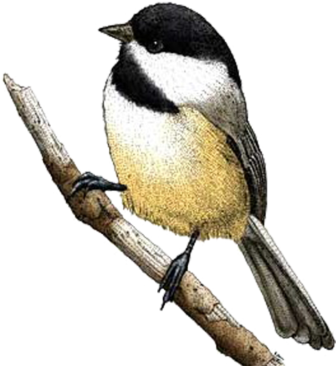Black-capped Chickadee Bird Drawing Carolina Chickadee - Black-capped Chickadee Bird Drawing Carolina Chickadee (600x590)