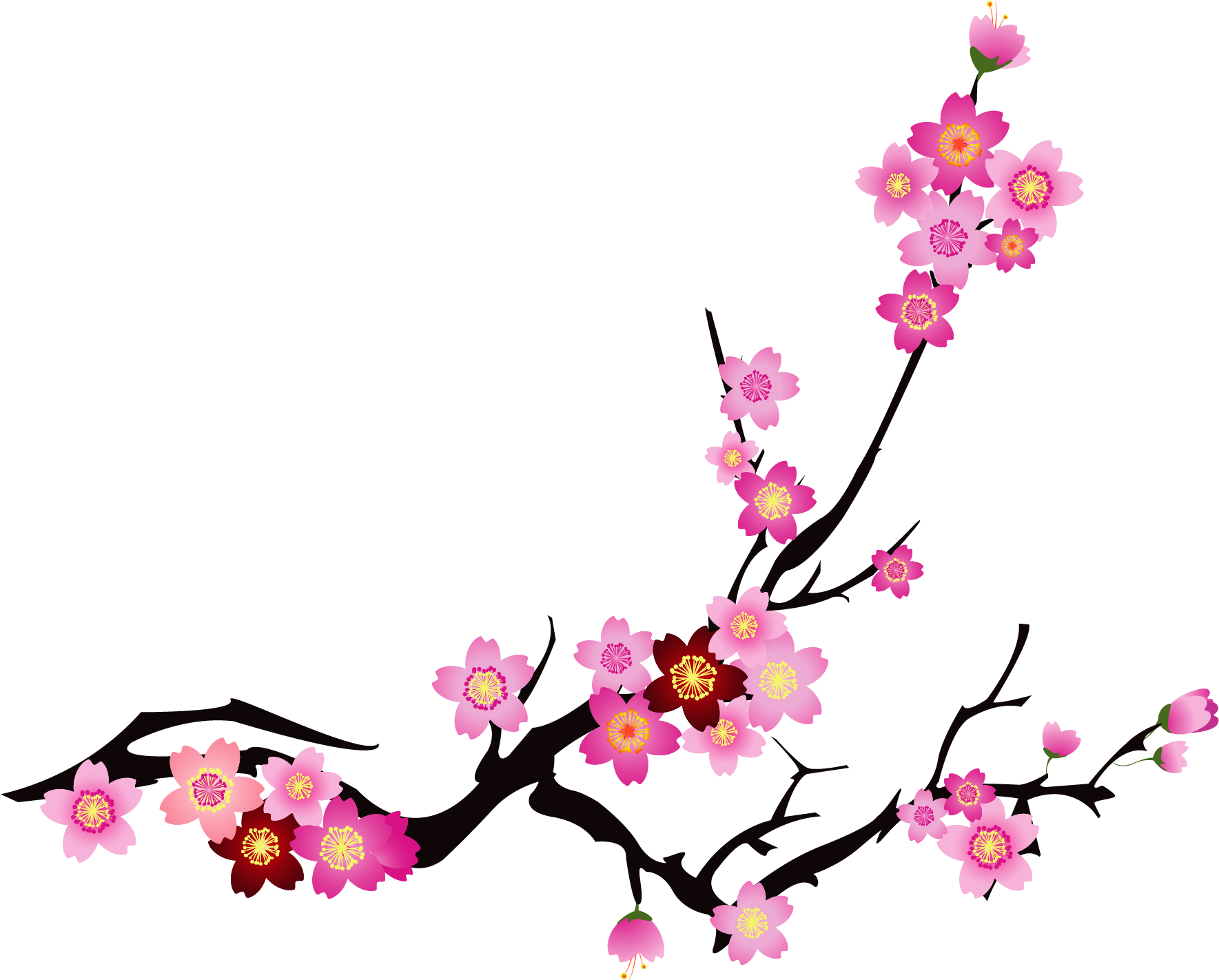Your Moment Massage Cherry Blossom Cerasus - Cherry Blossom Vector Png (1772x1433)