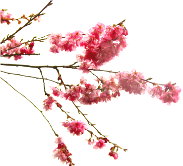 Cherry Blossom Branch Of The Prunus Genus - Cherry Blossom Flower Transparent (500x333)