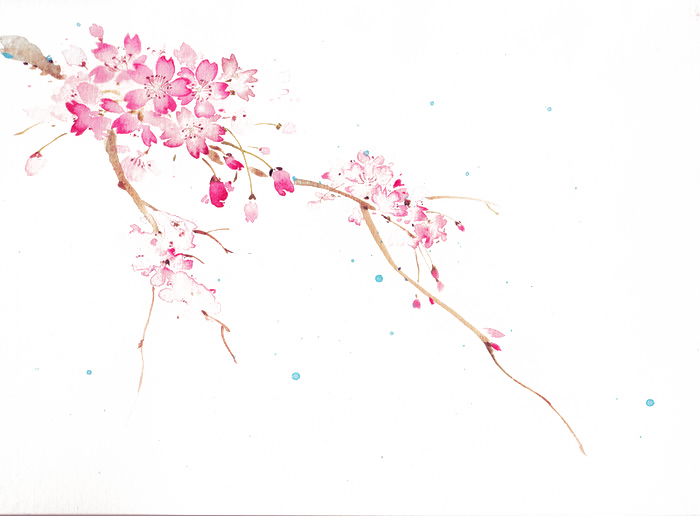 Sakura-con Cherry Blossom Idea - 櫻花 水彩 (700x516)