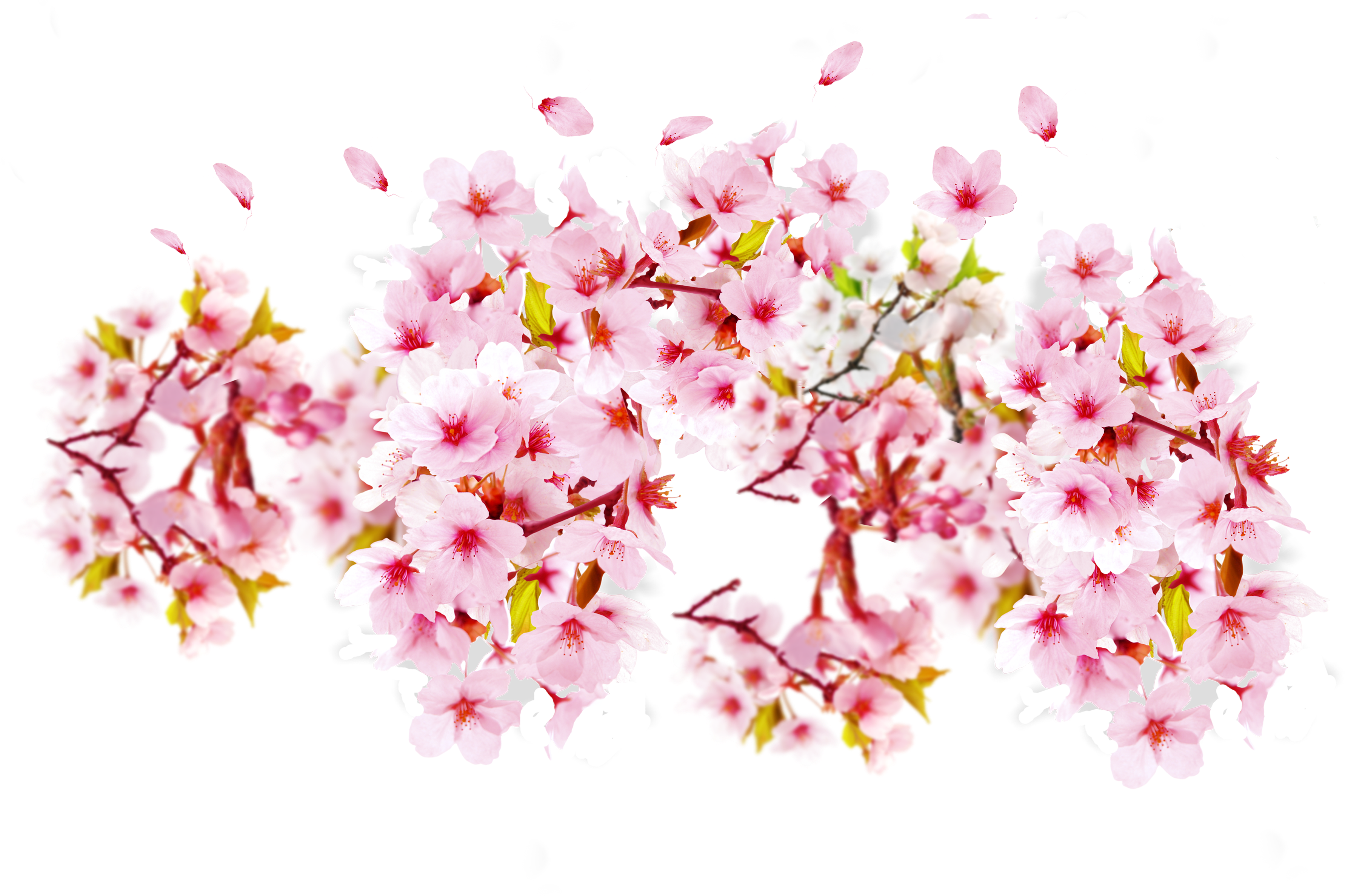 Cherry Blossom Petal Cerasus - Bunga Sakura Transparent (4027x2570)