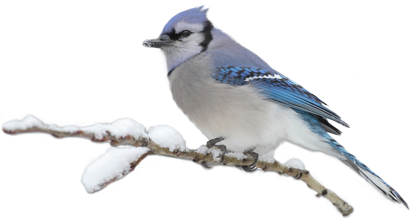Bird Home Page Clip Art - Bird Home Page Clip Art (1430x774)