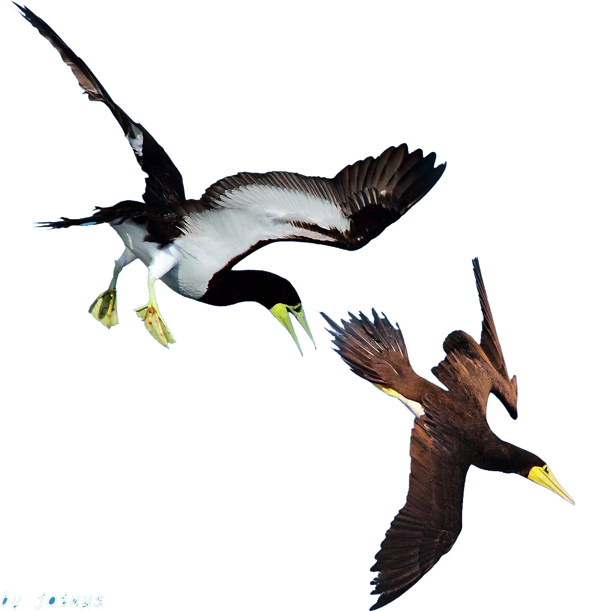 Duck Bird Flight - Duck Bird Flight (1288x1254)