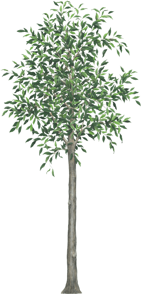 Giant Tree Wall Sticker For Themed Rooms And Realistic - Tree Decal Png Realistic (1024x1024)