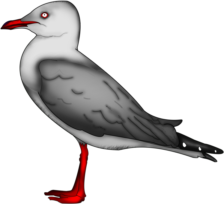 Seagull Photoshop Drawing By Suoarski12 - Seagull Photo Shop (900x758)
