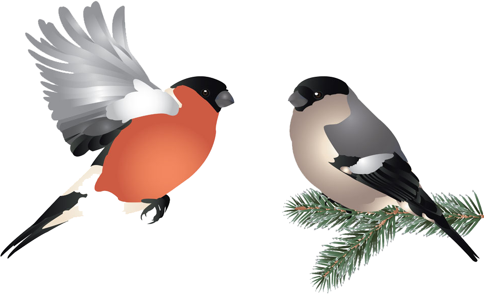 Bird Flight Illustration - Bird Flight Illustration (1000x773)