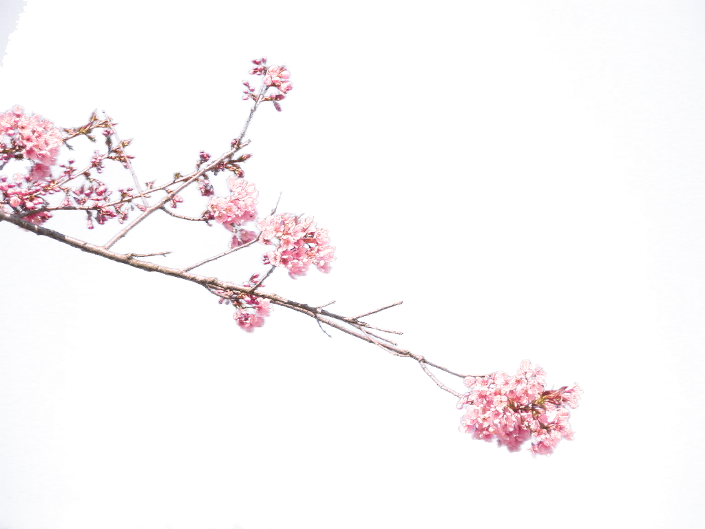 Ли ветки. Ветка Сакуры на прозрачном фоне для фотошопа. Ветка Сакуры на белом фоне. Горизонтальная веточка цветов. Сакура ПРГ.