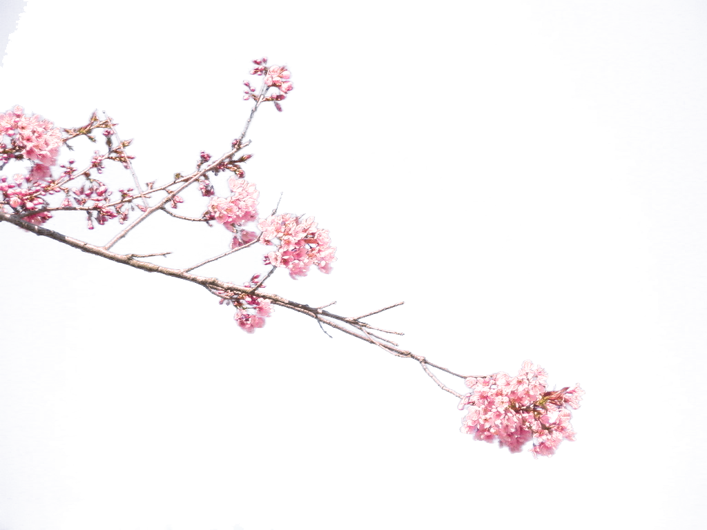 Plum Blossom Common Plum Petal - Plum Blossom Common Plum Petal (1024x768)