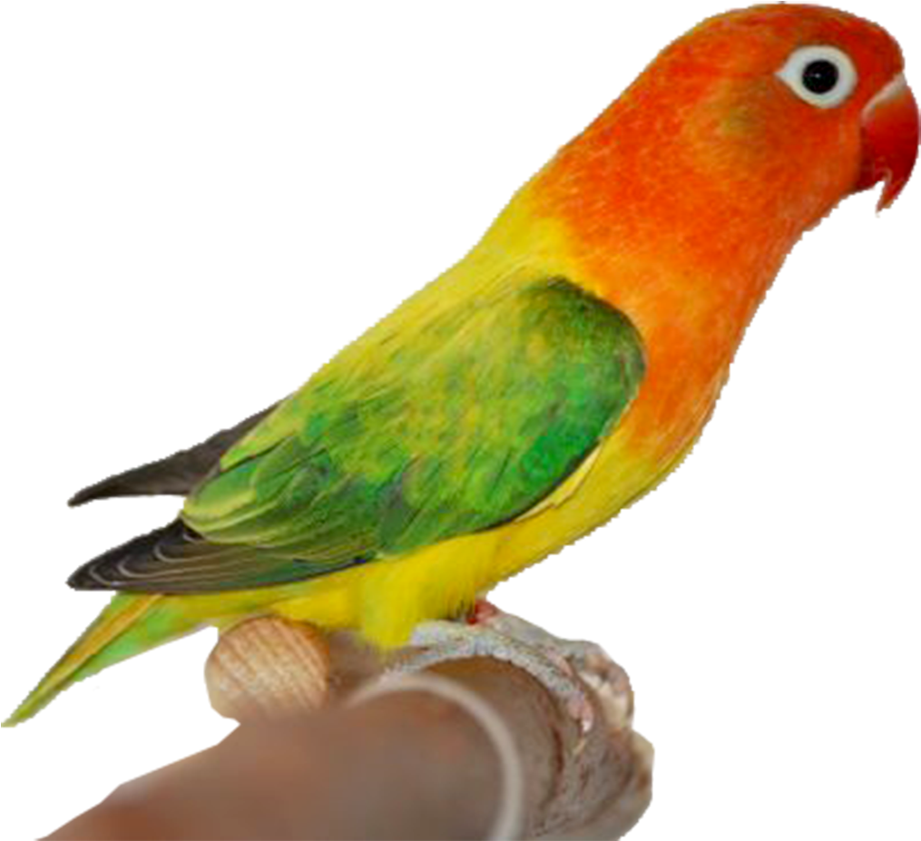 Gambar Kartun Love Bird - Green Euwing Opaline (1181x1008)