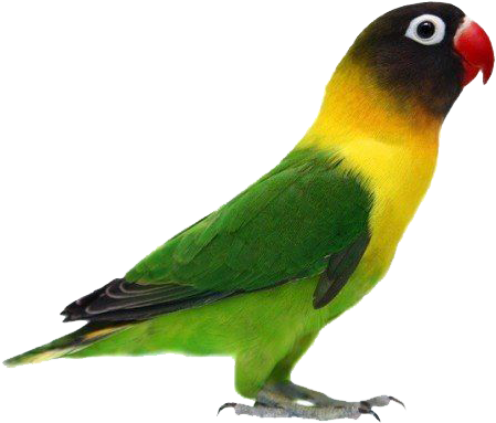 Gambar Png Burung Love Bird - Green Mask Lovebirds (534x474)