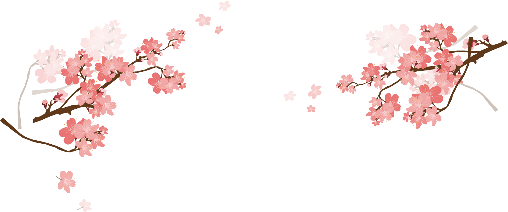 Cherry Blossom Pink - Cherry Blossom Png Vector (1875x1875)
