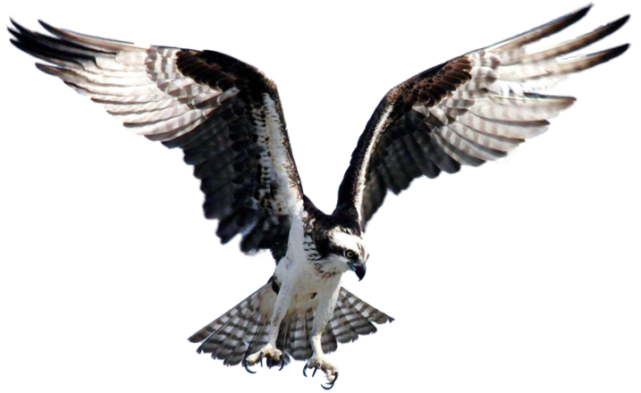 Flying Hawk Drawing For Kids - Osprey Png (800x523)