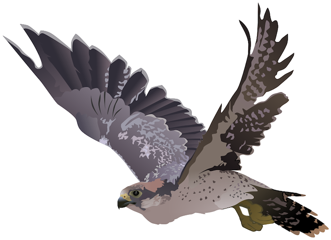 Falcon Clip Art - Falcon Clip Art (960x679)