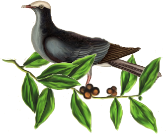 Birds And Butterflies Blue Pigeon Artwork - Owl (519x346)