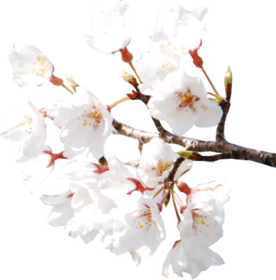 Arbol De Cerezo Render (395x400)