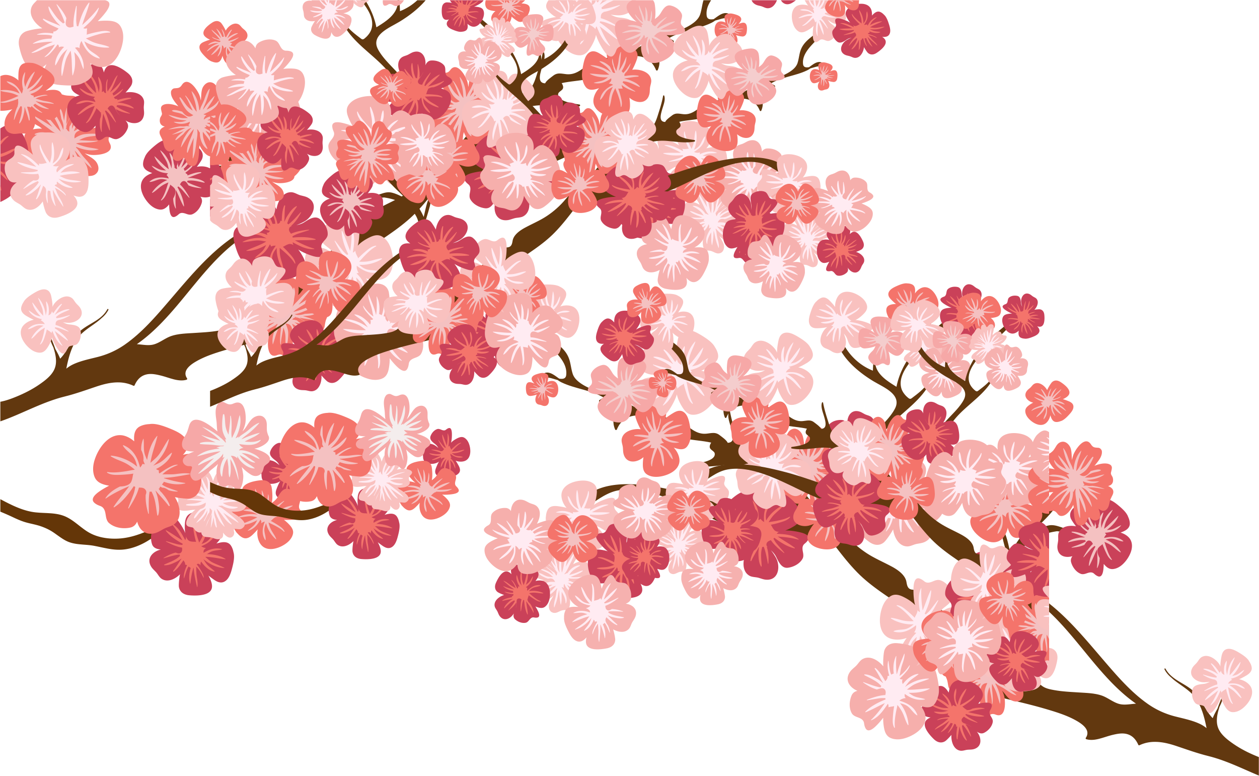 Cherry Blossom Cerasus - Ramas De Flores De Cerezo Png (2501x1541)