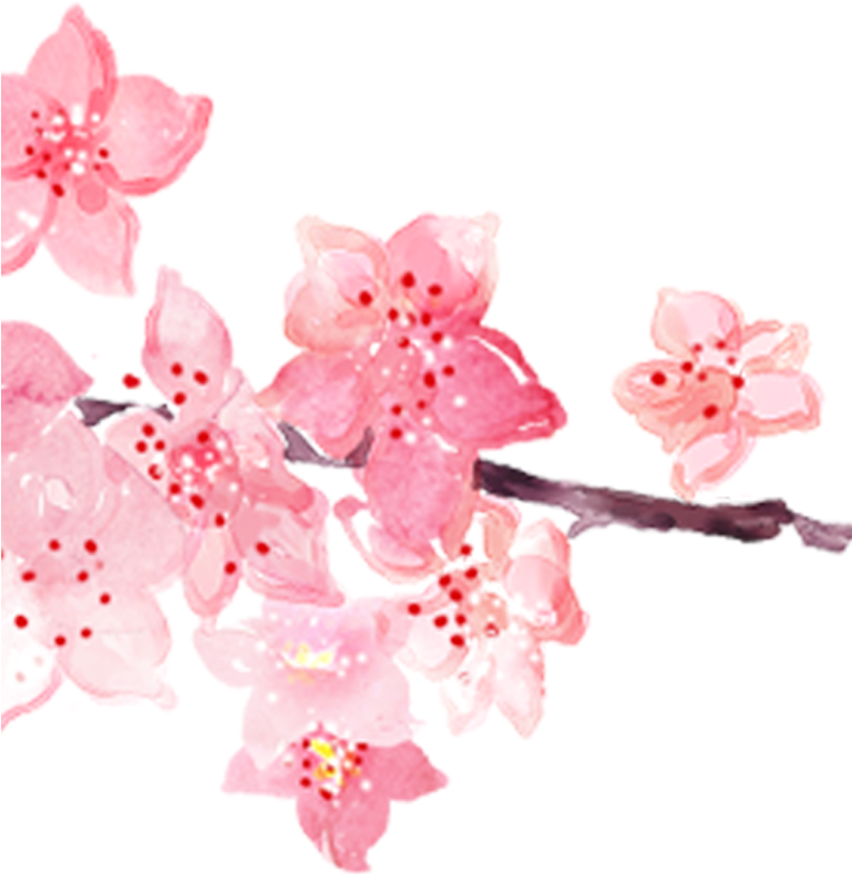 Pink Cherry Blossom Watercolor Painting - 櫻花 Png (800x800)