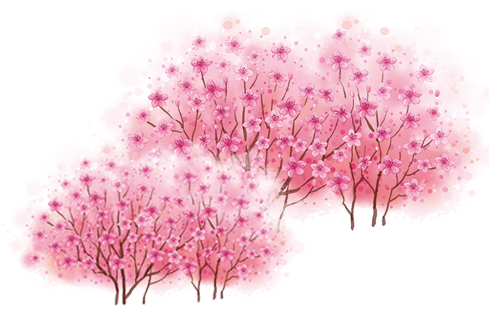 Cherry Blossom Tree - Cherry Blossom Tree (1000x800)