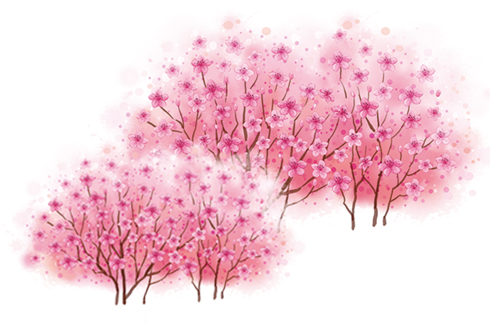 Куст сакуры рисунок