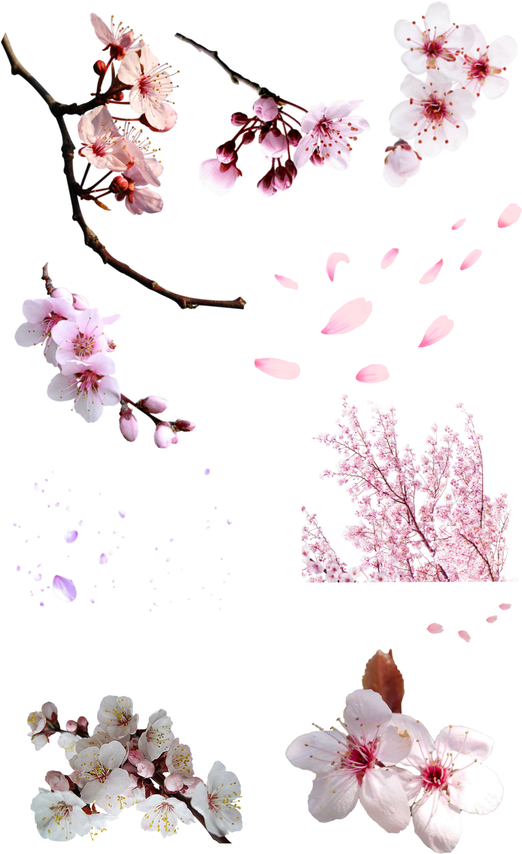 National Cherry Blossom Festival Cerasus Flower - National Cherry Blossom Festival Cerasus Flower (2000x3128)