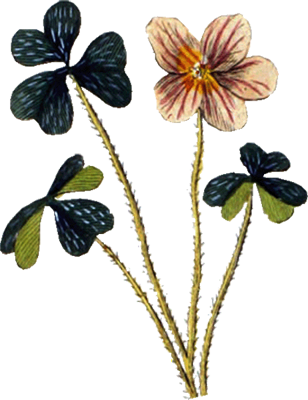 Image 49015 Z Witte Klaverzuring - Wood-sorrel (308x400)