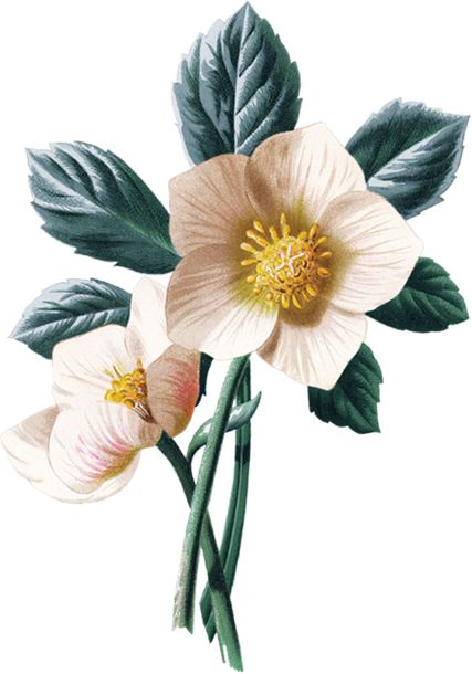 珍惜此刻的幸福 - Giclee Painting: Hulme's Christmas Rose, 61x41cm. (427x610)