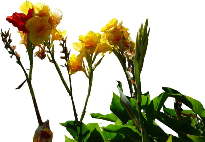 Yellow Flowers Stock Photo Png By Annamae22 - Bouquet (1098x727)