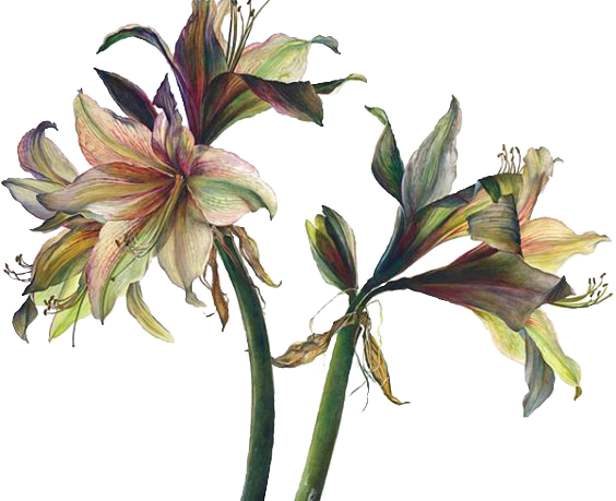 Floral Design Art Watercolor Painting Drawing - Floral Design Art Watercolor Painting Drawing (564x459)