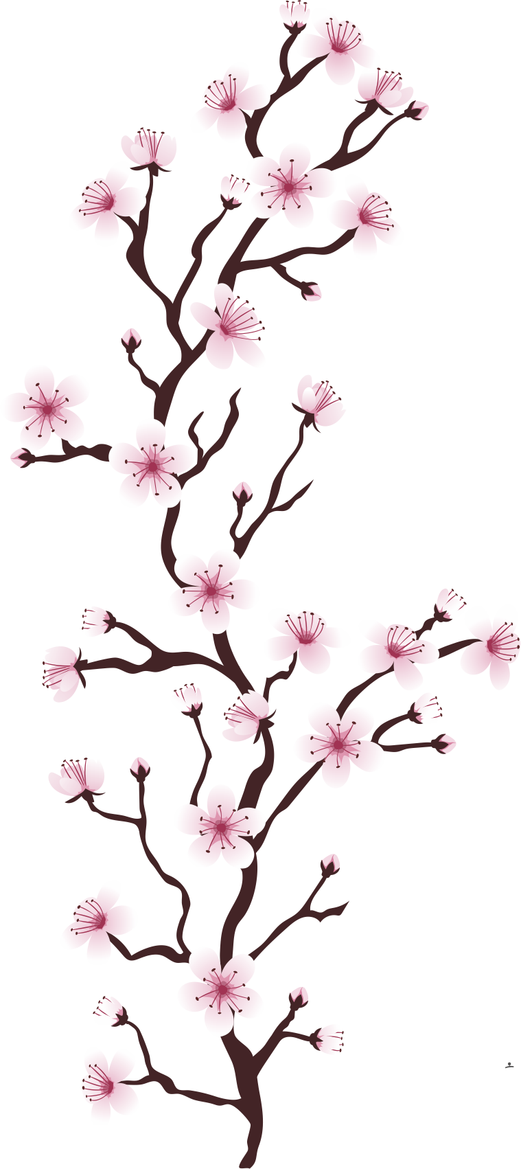 Cherry Blossom Flower Tree Euclidean Vector Cerasus - Cherry Blossom Flower Tree Euclidean Vector Cerasus (759x1702)