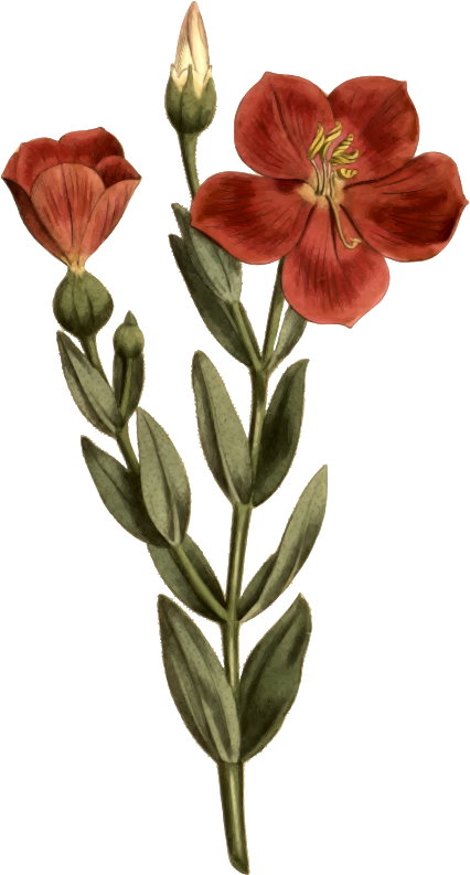 Medium Image - Calochortus (426x793)