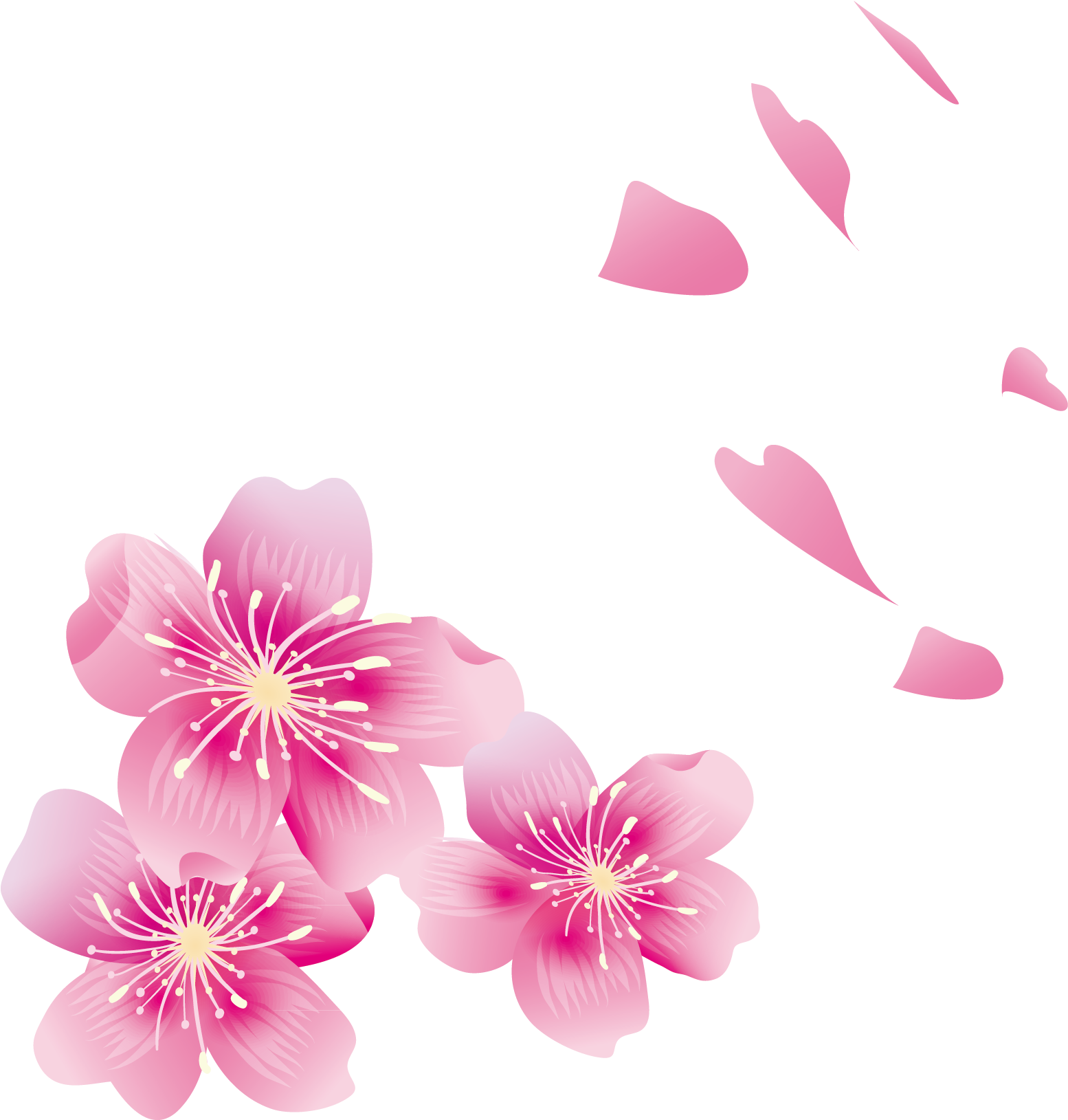Cherry Blossom Petal - Cherry Blossom Petal (1708x1829)