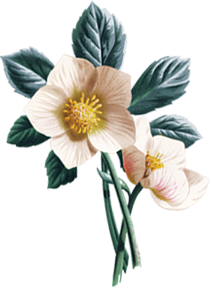 杨维亚 - Common Peony (434x594)