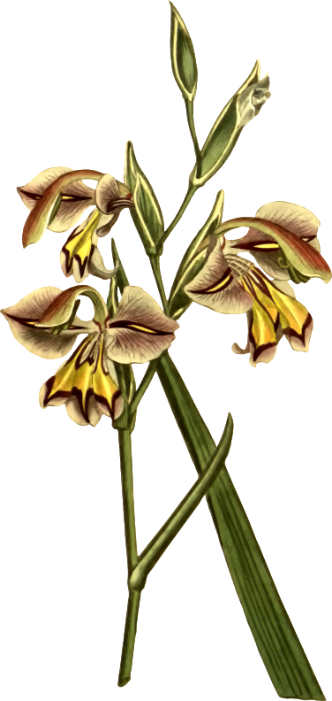 Medium Image - Yellow Canada Lily (376x792)