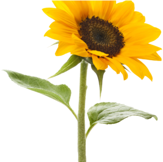 El Ser Y El Tiempo, Pt - Sunflower Transparent (400x320)