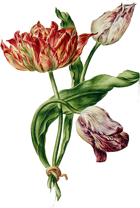 Tulip (800x1136)