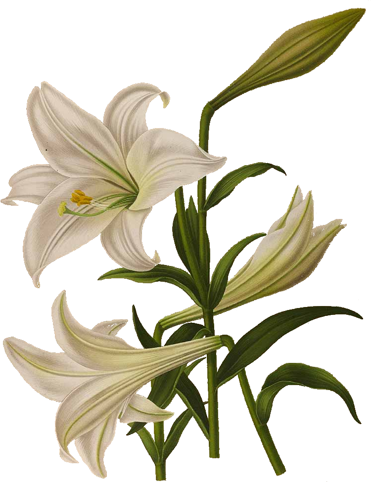 Lilien - Haarlems Flora 1872 Easter Lily Poster Print (783x1017)
