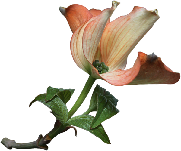 Datura Inoxia (600x502)