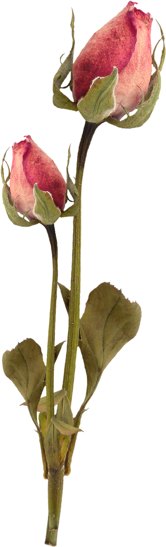 Flower Garden Roses Clip Art - Flower Garden Roses Clip Art (632x1808)