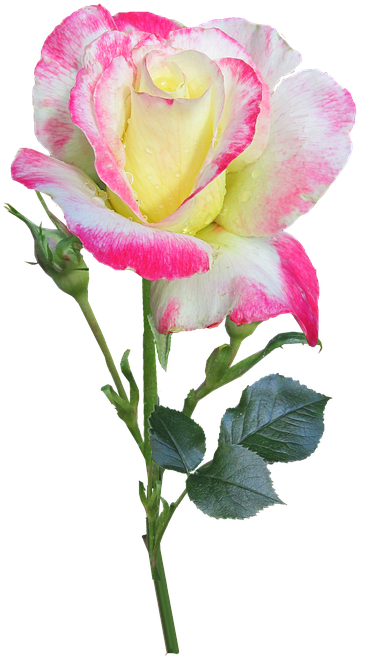 Rose, Stem, Double, Delight - Double Rose (405x720)
