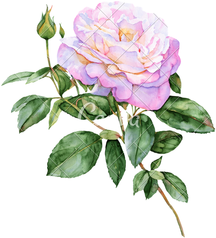 Beautiful Pink Rose Watercolor Illustration - Illustration (700x800)