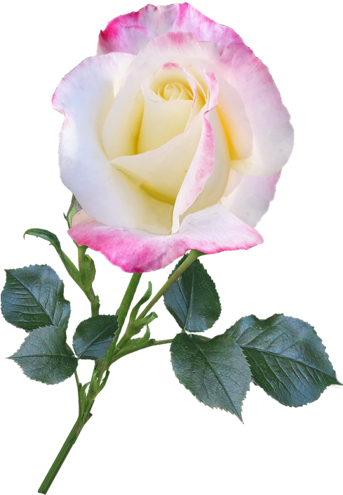 Rose, Bloom, Flower, Stem, Nature, Romantic - Flower (488x720)