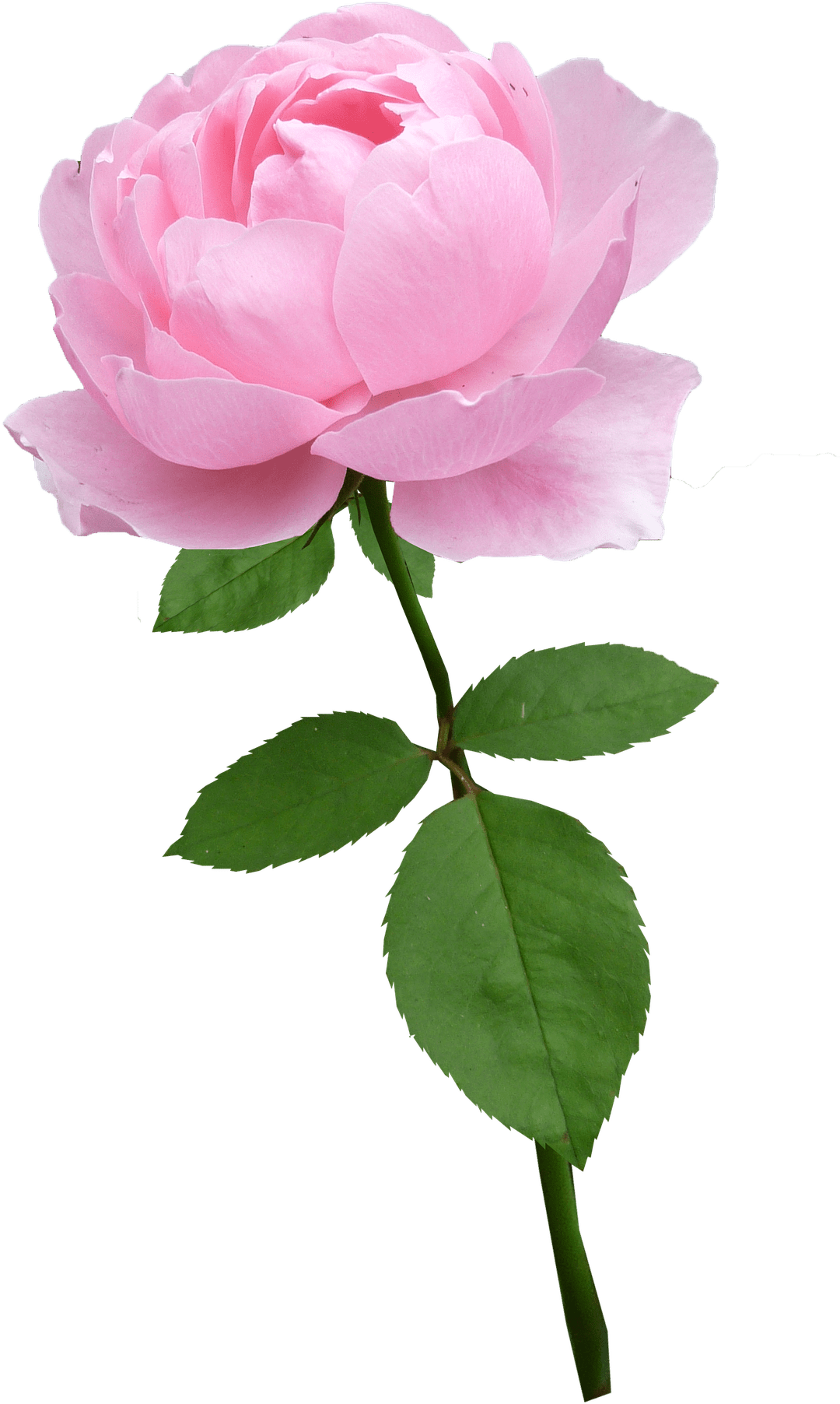 Rose, Stem, Pale Pink, Flower, Bloom - Saludos De San Valentin (1140x1920)