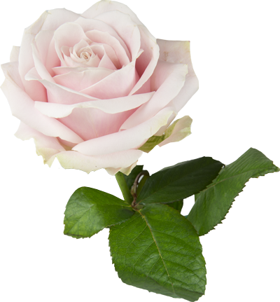 Rose (400x431)