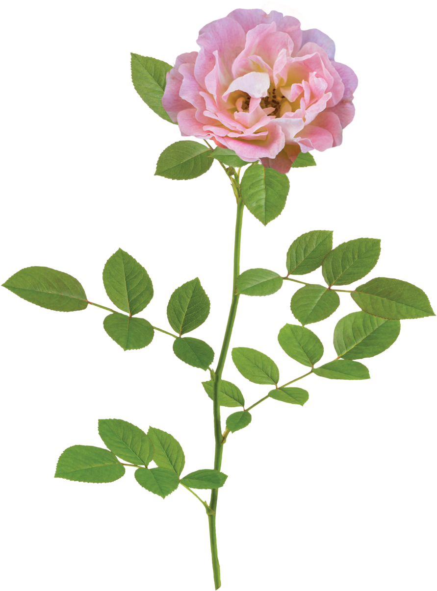 The Peach Drift® Rose - Natural Flower Png (1000x1331)