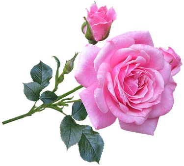 Pink, Rose, Stem, Flower - Good Morning Gif New Rose (412x340)